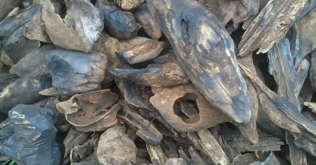 Gaharu Buaya