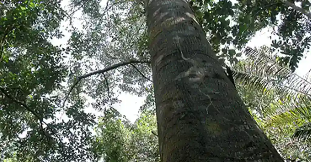 Kayu Balau