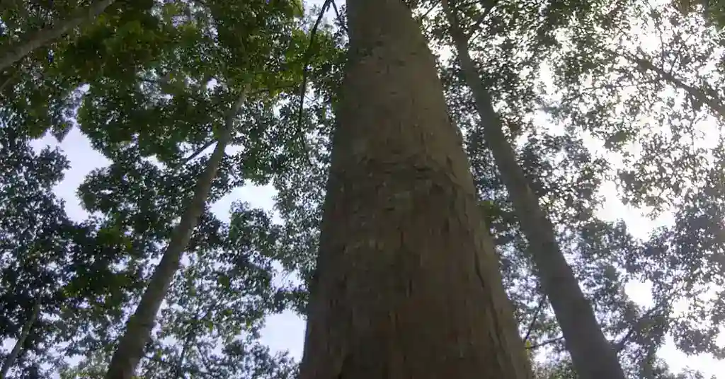 Kayu Belian