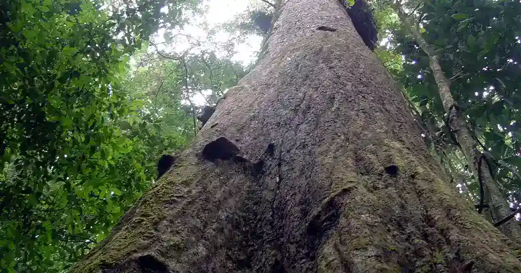 Kayu Cengal