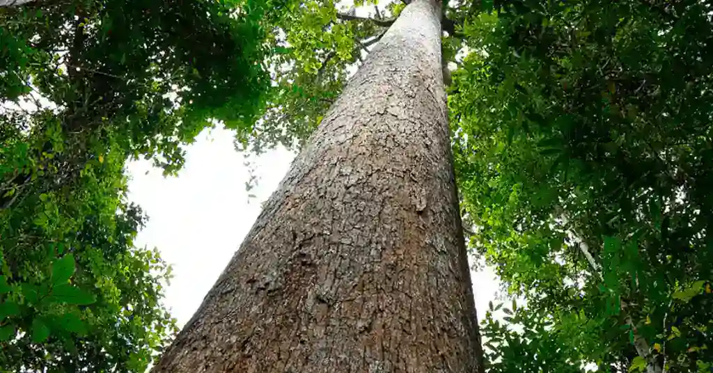 Kayu Keruing