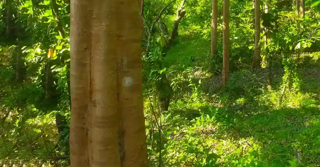Kayu Meranti