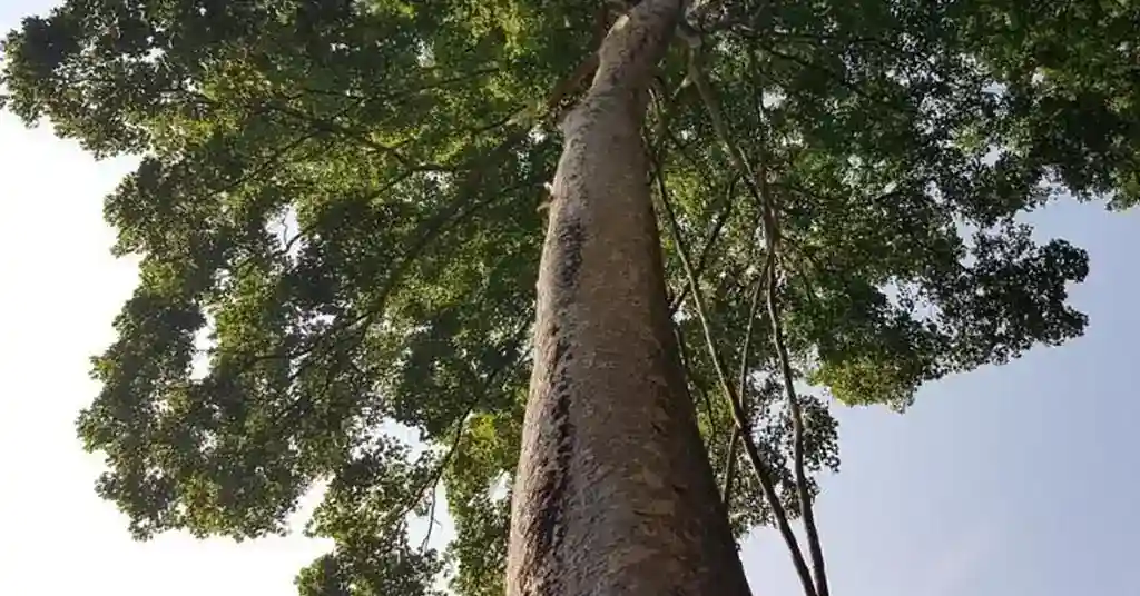 Kayu Merbau