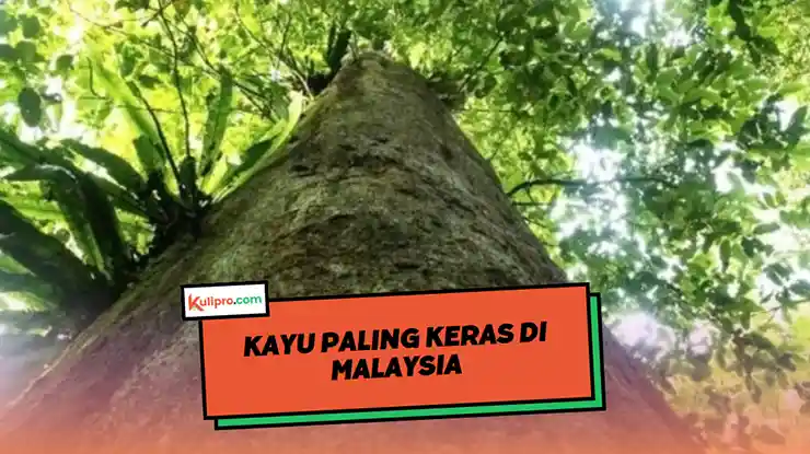Kayu Paling Keras di Malaysia