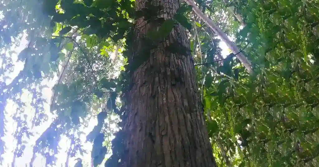Kayu Ramin