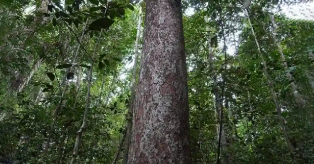 Kayu Resak