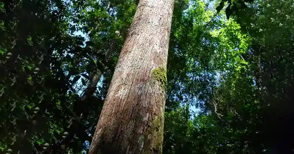 Kayu
