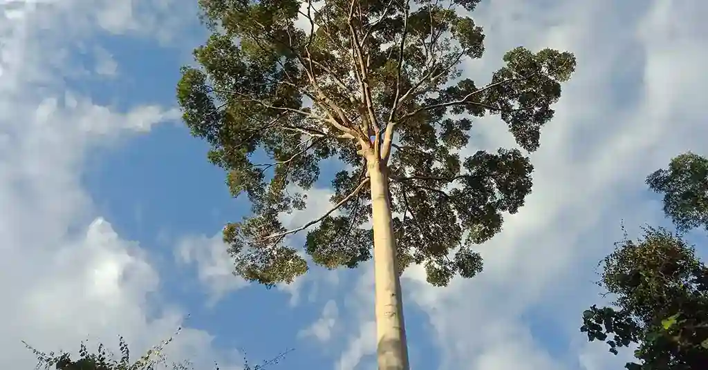 Tualang