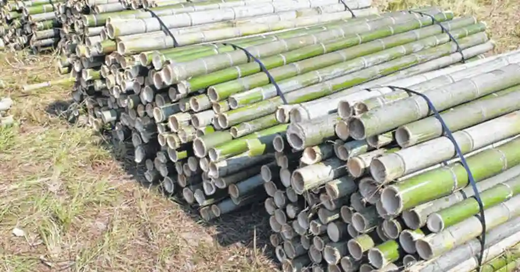 Harga Buluh Terkini