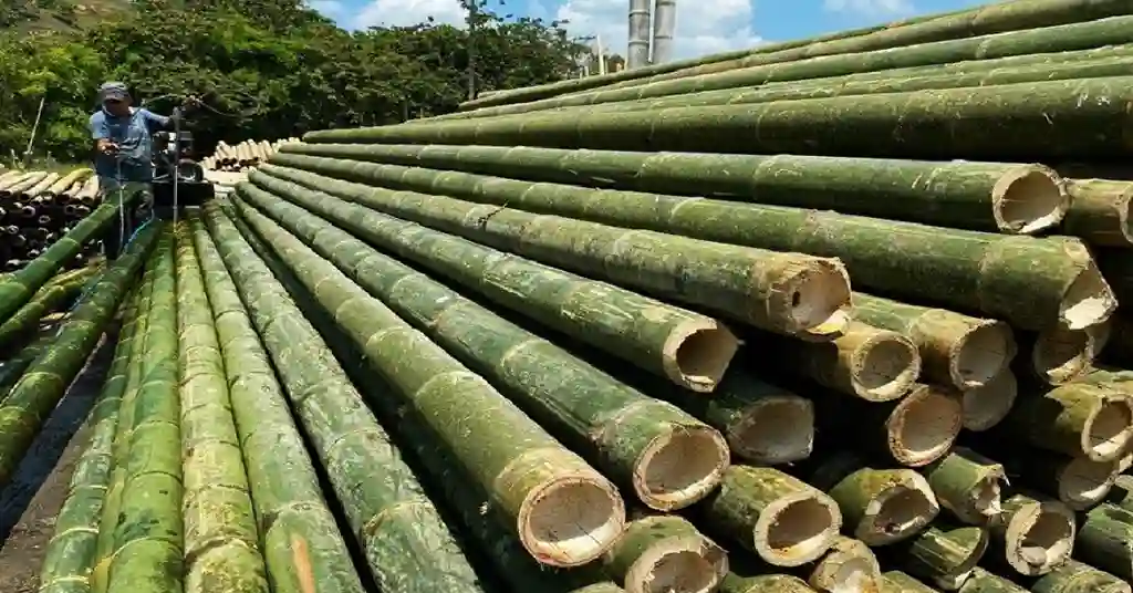 Kegunaan Buluh