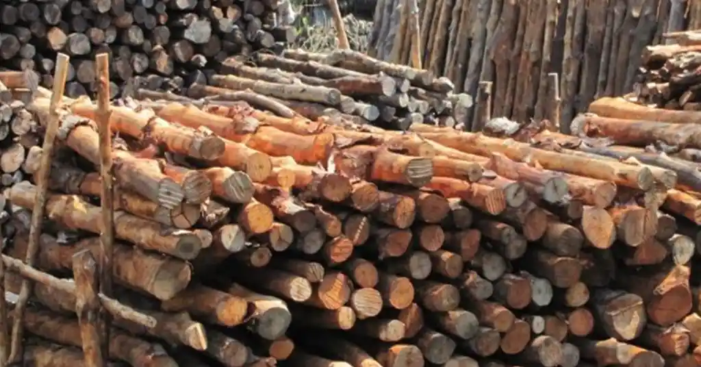 Panduan Membeli Kayu Bakau untuk Piling