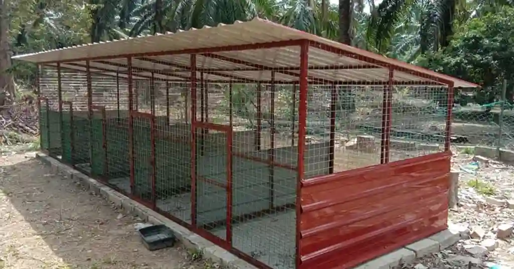 Jenis Jenis Reban Ayam