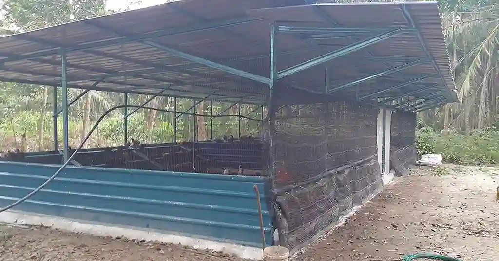 Return on Investment untuk Reban Ayam