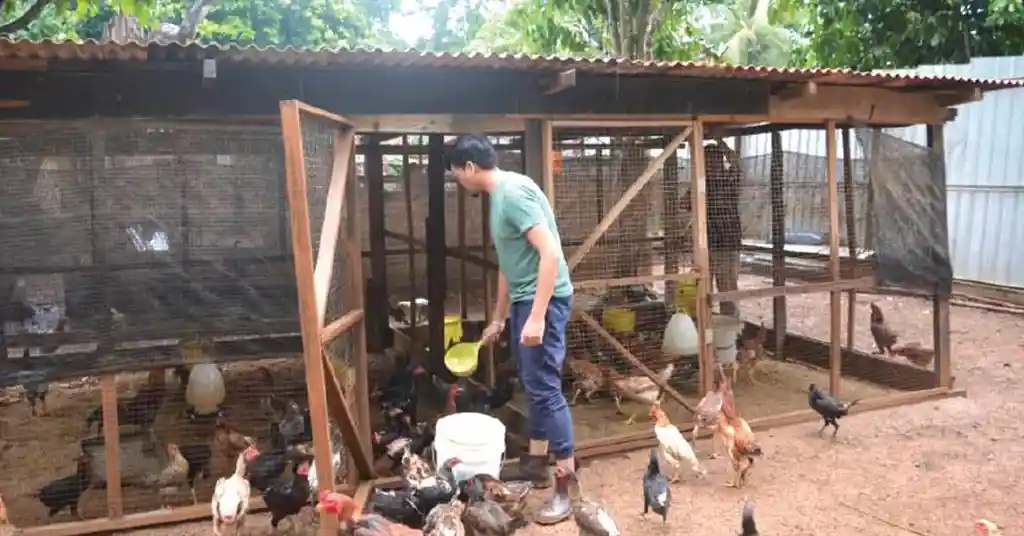 Tips Memilih Lokasi Terbaik untuk Reban Ayam