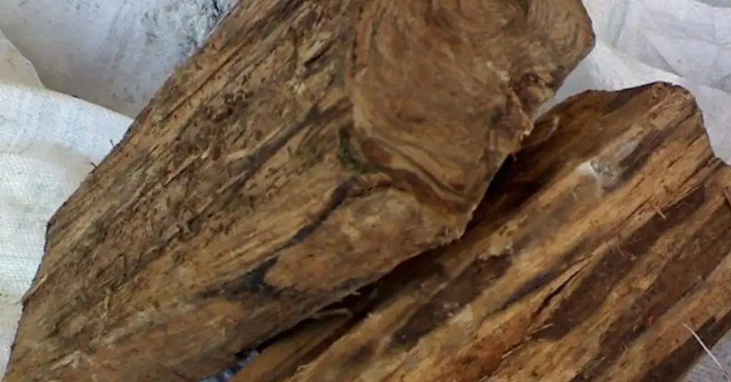 1. Kayu Gaharu (Agarwood)