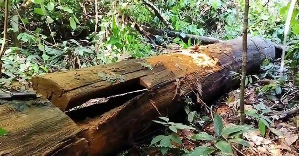 3. Kayu Belian (Borneo Ironwood)
