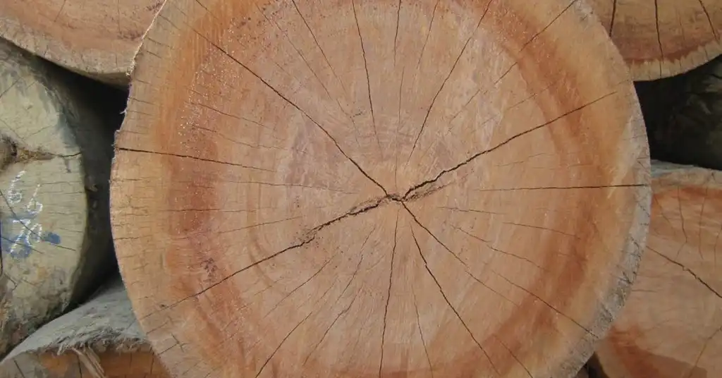 7. Kayu Keruing