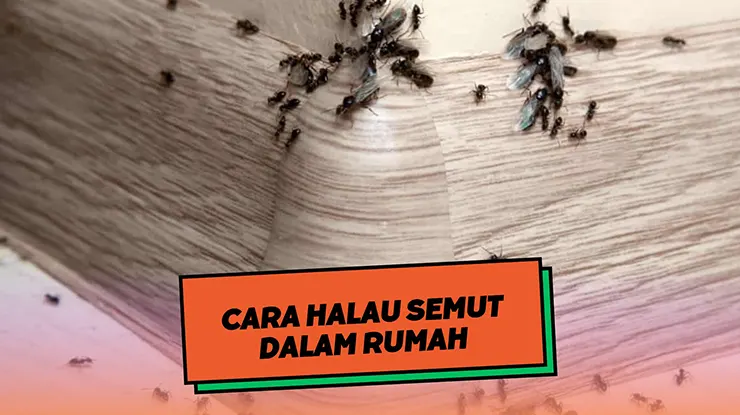 Cara Halau Semut Dalam Rumah