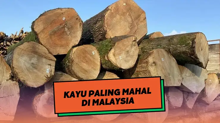 Kayu Paling Mahal di Malaysia