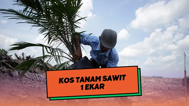 Kos Tanam Sawit 1 Ekar