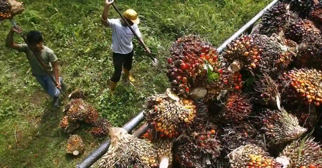 Tips Jimat Kos Tanam Sawit 1 Ekar