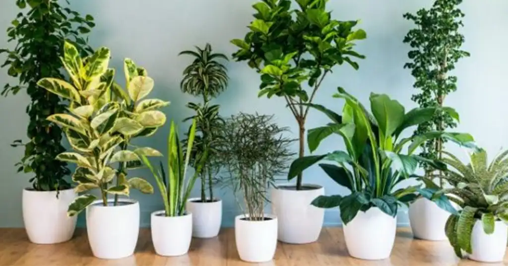 Harga Pokok Hiasan Dalam Rumah Terkini
