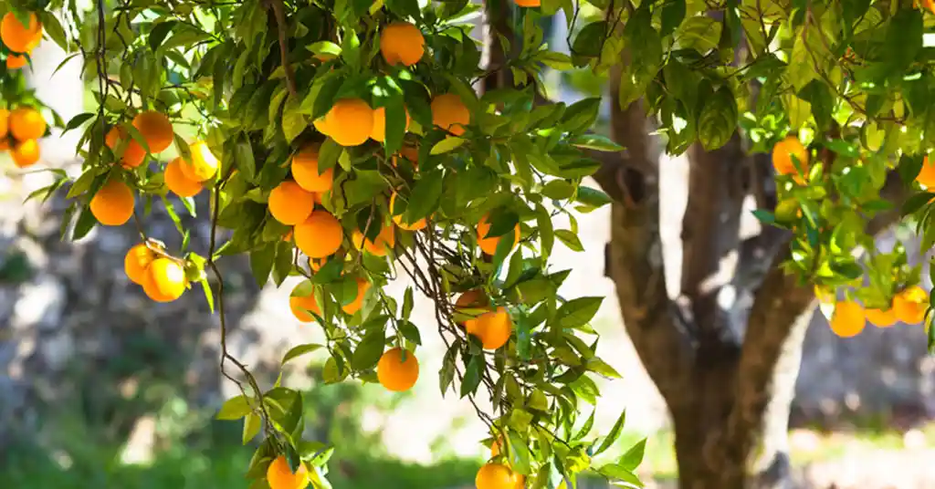 Kelebihan Menanam Pokok Buah di Halaman Rumah
