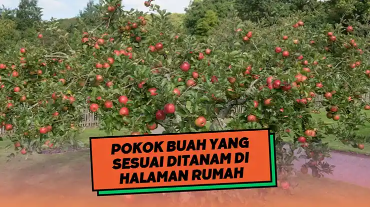 Pokok Buah yang Sesuai Ditanam di Halaman Rumah